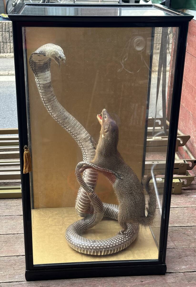 Yahoo!オークション - A7632 珍品 コブラ対マングースの剥製 ガラスケ