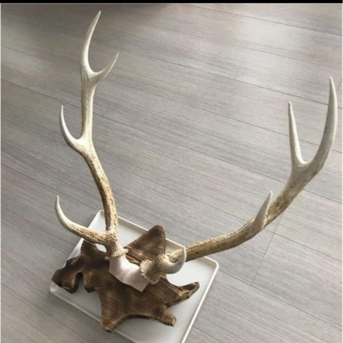 北海道 エゾシカ 鹿の角 トロフィー 台座付き オブジェ インテリア