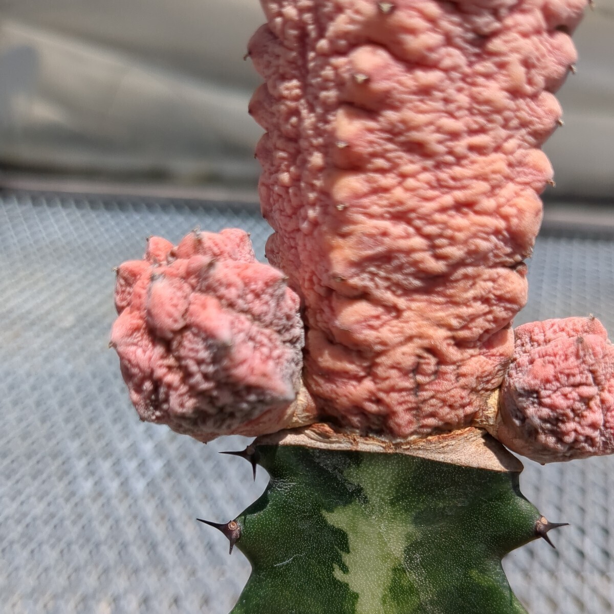 Yahoo!オークション - ユーフォルビア アルデルクリ''Damask' サボテン