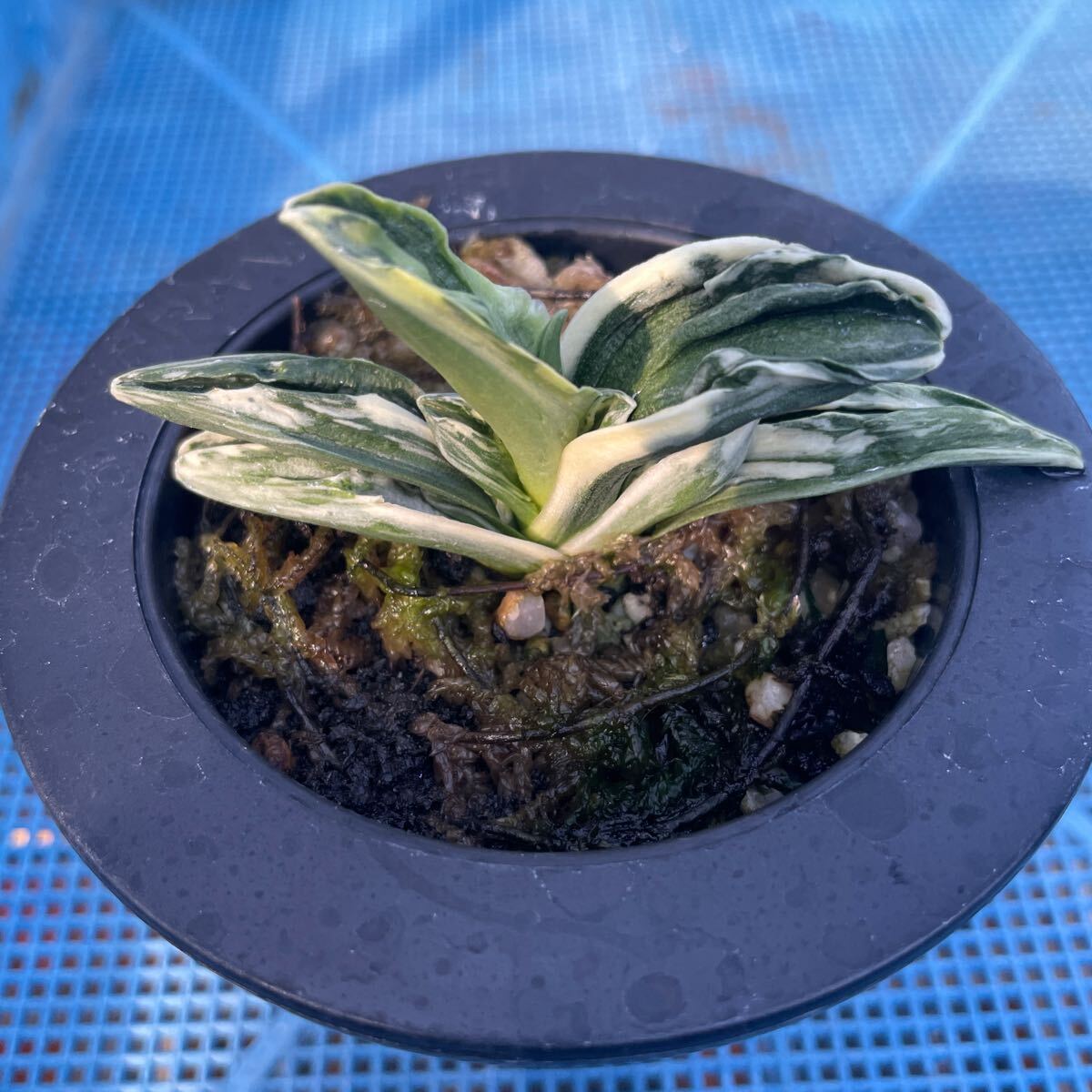 Yahoo!オークション - おもと オモト 万年青 羅紗系品種「力和」