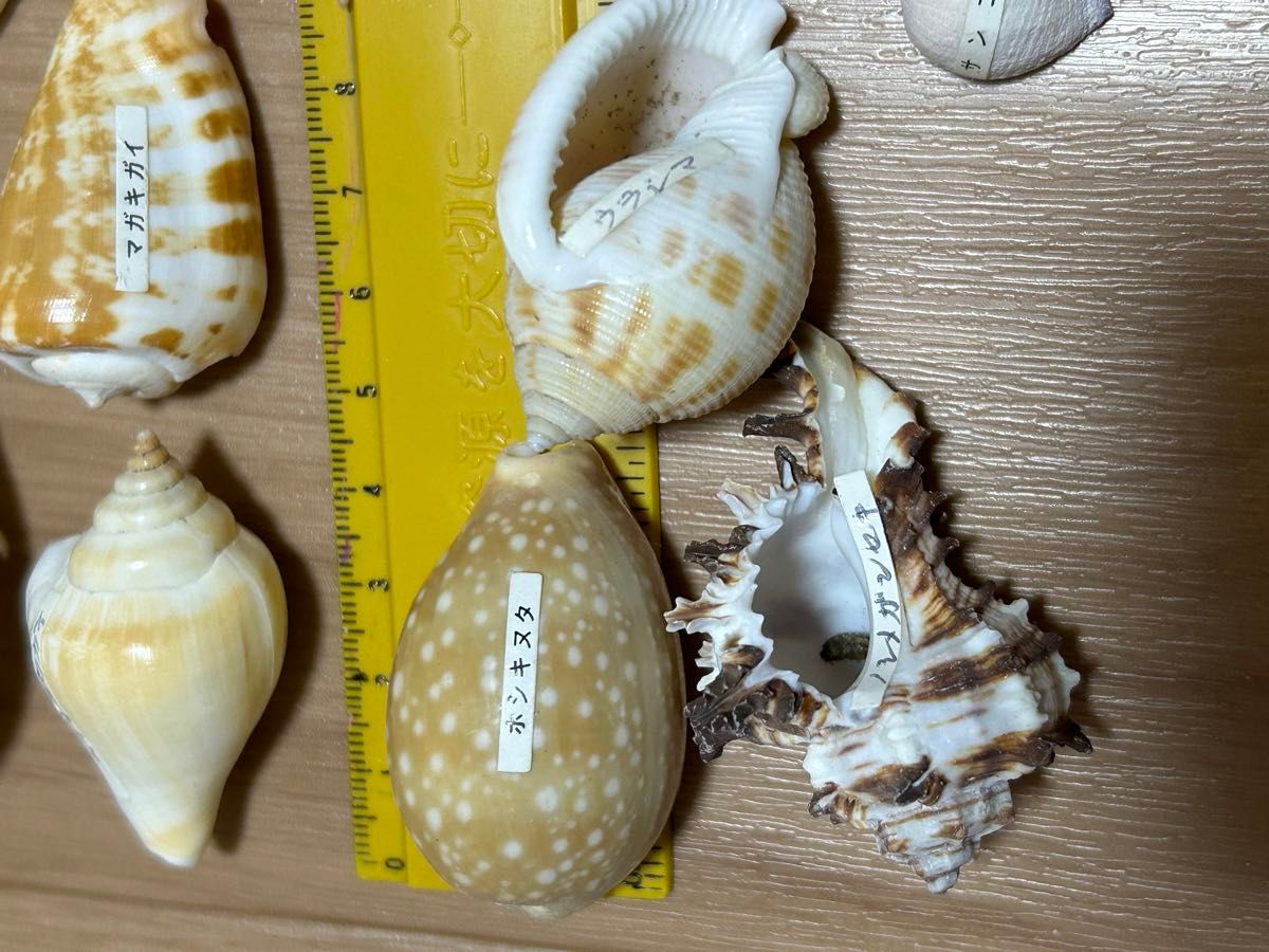 貝殻コレクション 22種類｜Yahoo!フリマ（旧PayPayフリマ）