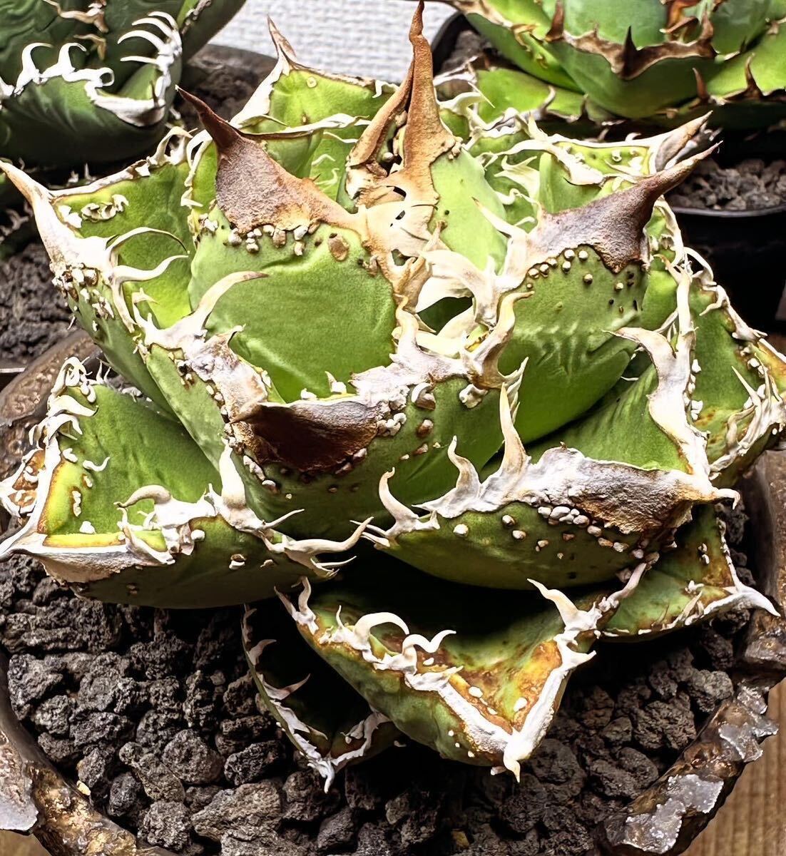 Yahoo!オークション - ブツブツ最高峰アガベWV 検 麻花龍冰雹