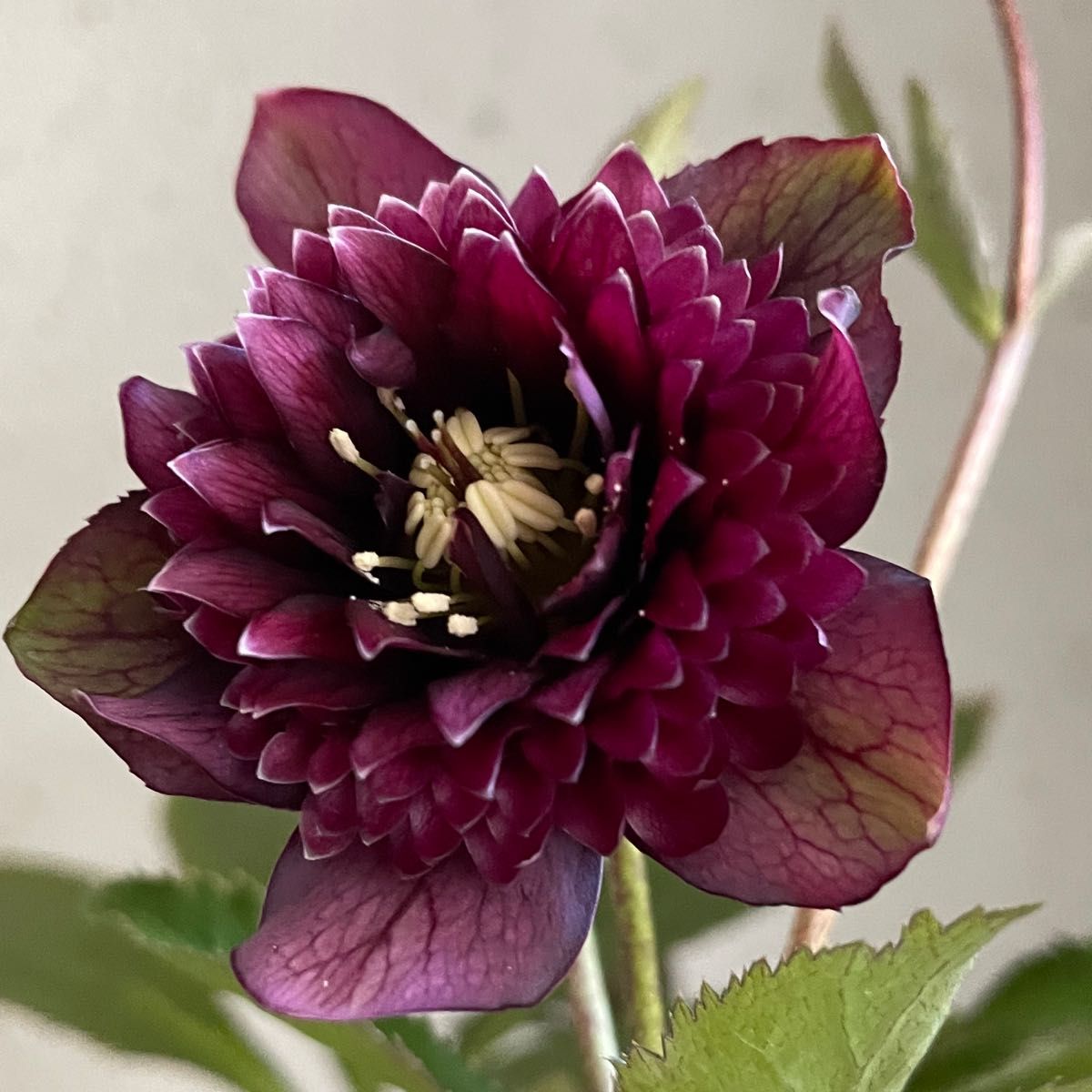 ダーククレオパトラ 広瀬園芸 クリスマスローズ｜Yahoo!フリマ（旧