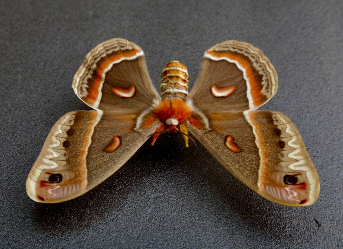 Yahoo!オークション - 外国産蛾標本 セクロピアサン A-♂ 開長130mm U