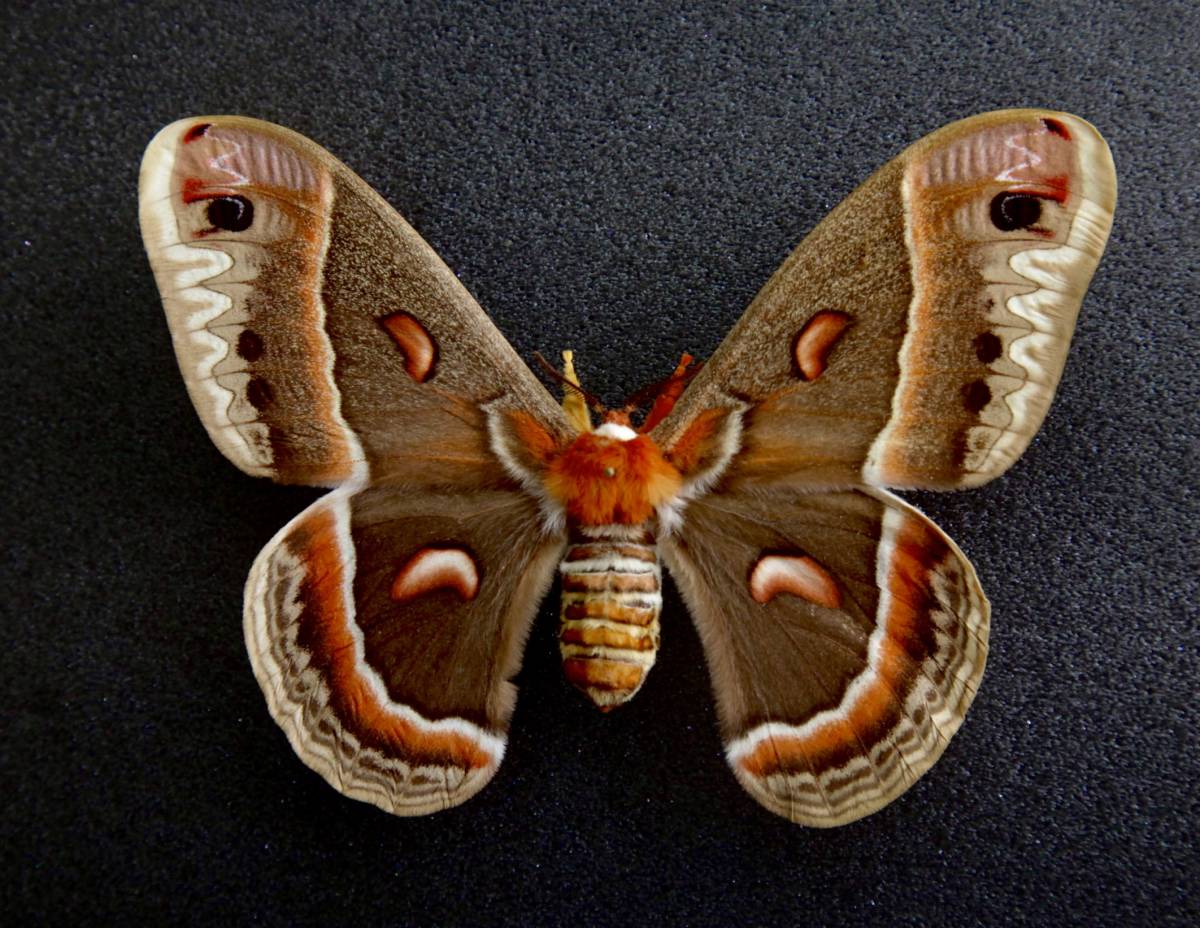 Yahoo!オークション - 外国産蛾標本 セクロピアサン A-♂ 開長130mm U