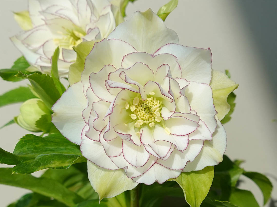 Yahoo!オークション - クリスマスローズ シャルウィダンス系