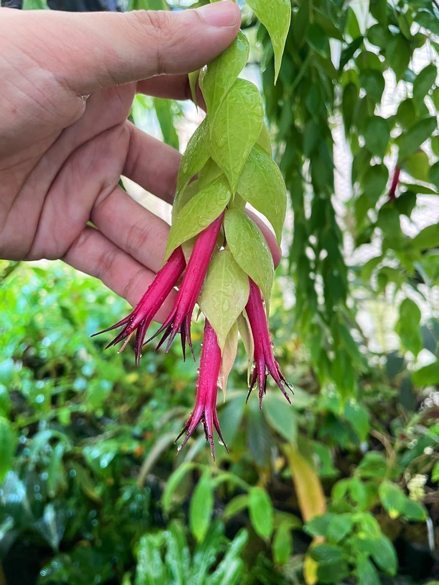 Yahoo!オークション - Ceratostema sp. aff. pendens 南米着生ツツジ