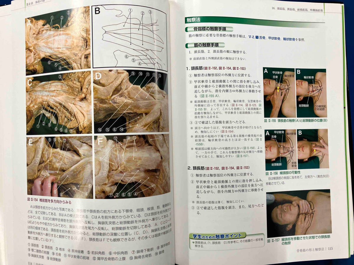 骨格筋の形と触察法 改訂版第2版 商品詳細ページ | メディカルブック