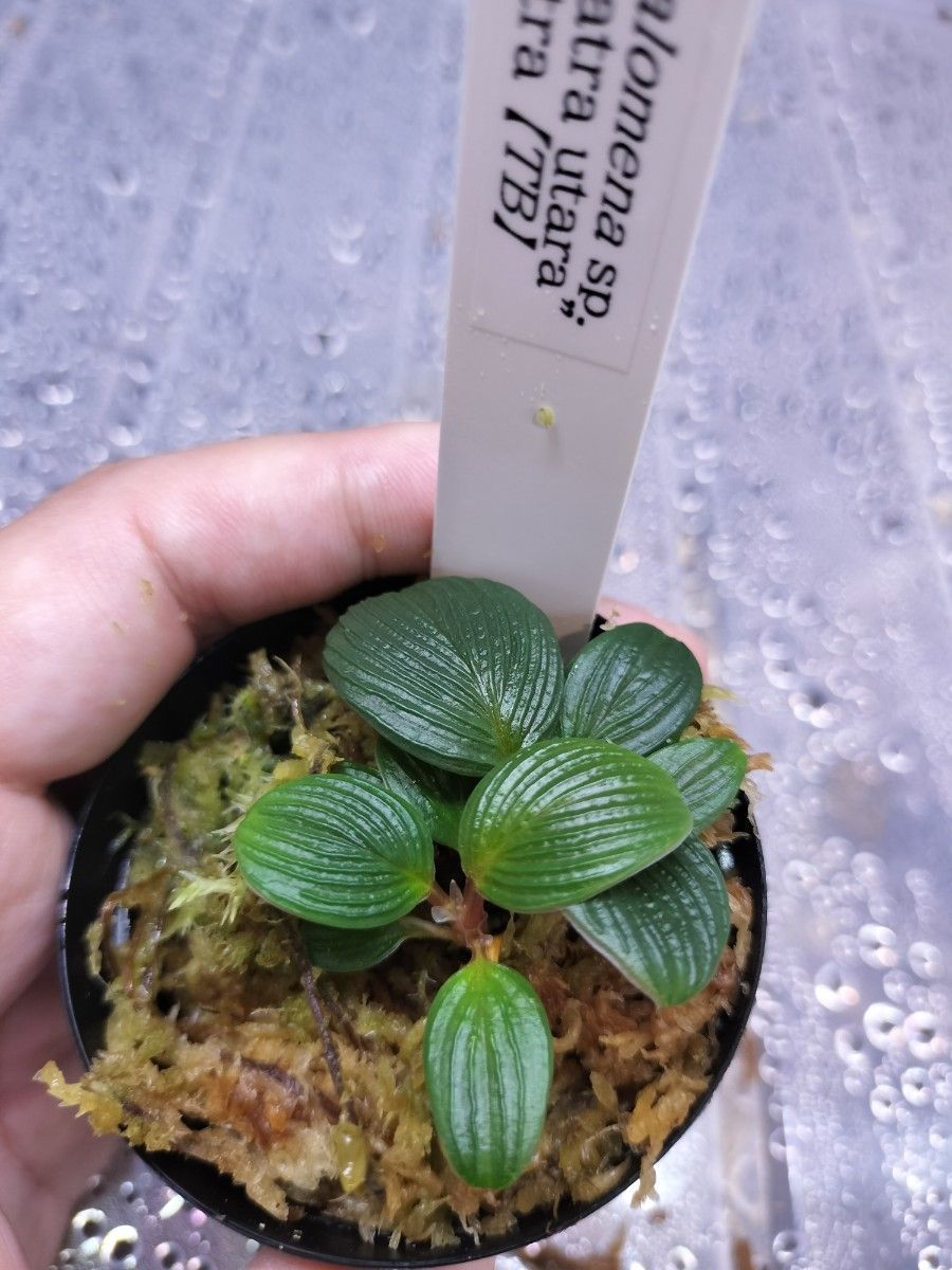 TB便正規タグ付 Homalomena sp ホマロメナ 超蛇腹タイプ｜Yahoo!フリマ