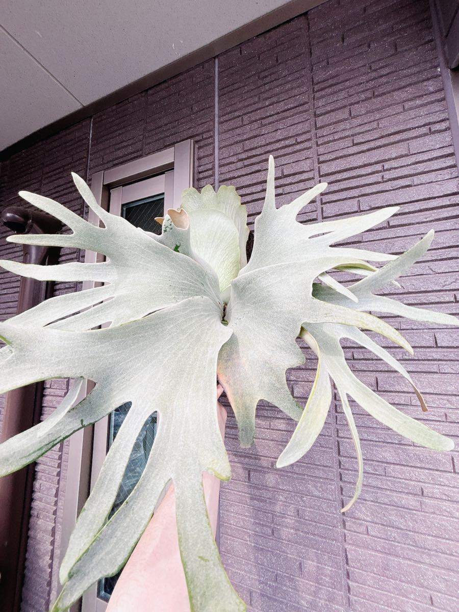 Yahoo!オークション - P.White Gizmo ホワイトギズモ ビカクシダ FSQ