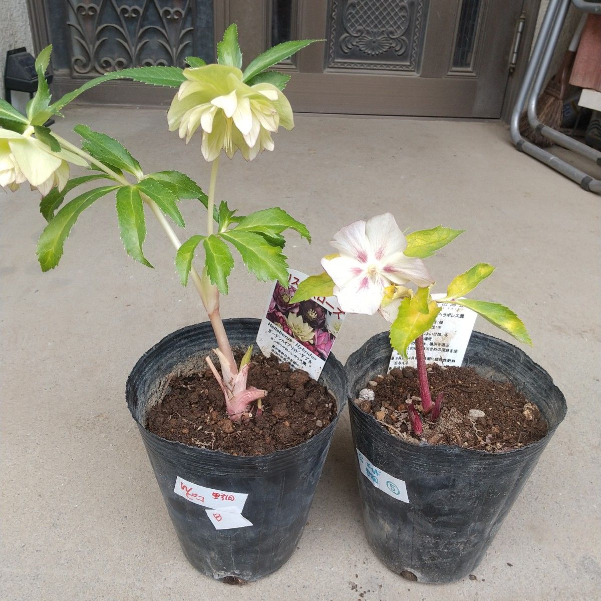 野田園芸)クリスマスローズ 2セット｜Yahoo!フリマ（旧PayPayフリマ）