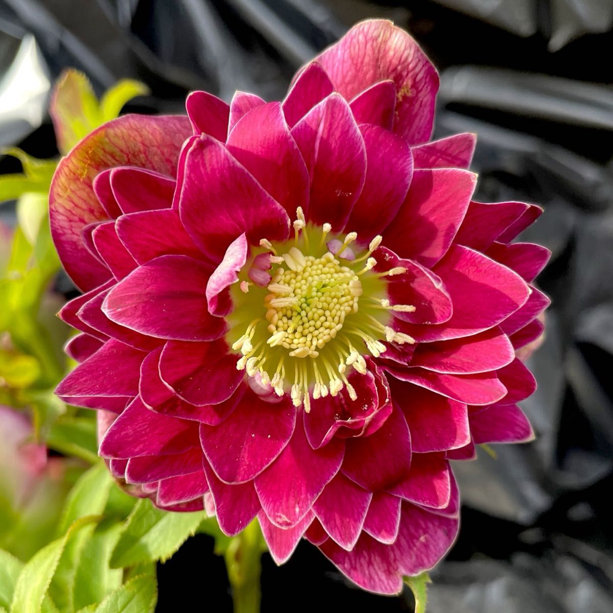 リバーシブルレッドdd 広瀬園芸 クリスマスローズ｜Yahoo!フリマ（旧