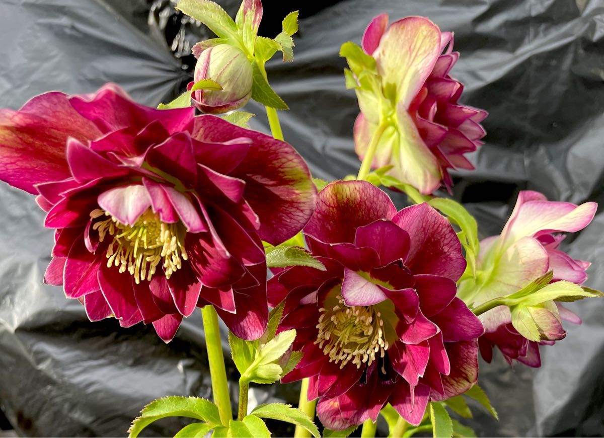 リバーシブルレッドdd 広瀬園芸 クリスマスローズ｜Yahoo!フリマ（旧