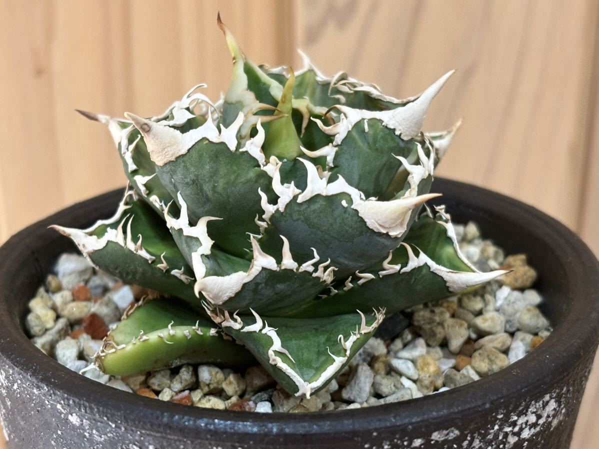 Agave titanota 大白鯊（ホホジロザメ）子株 親株写真あり 未発根①