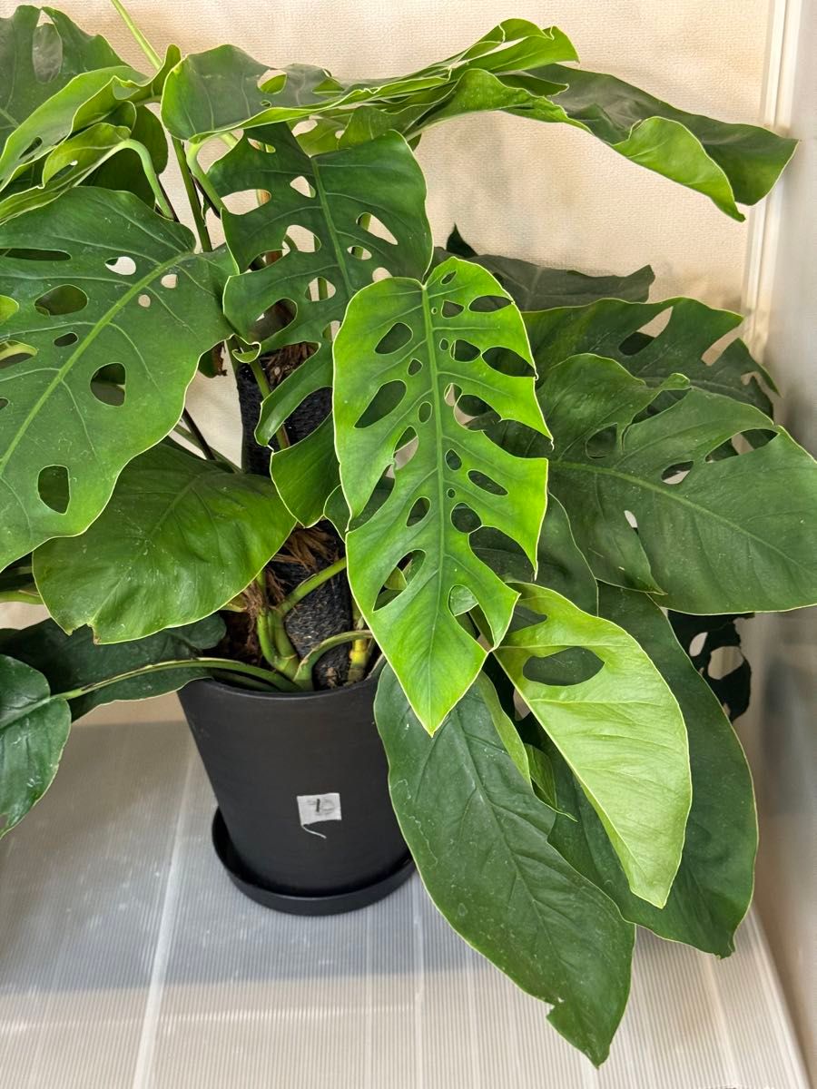 セール 希少 モンステラ デュビア 8号 人気の観葉植物 ①｜Yahoo