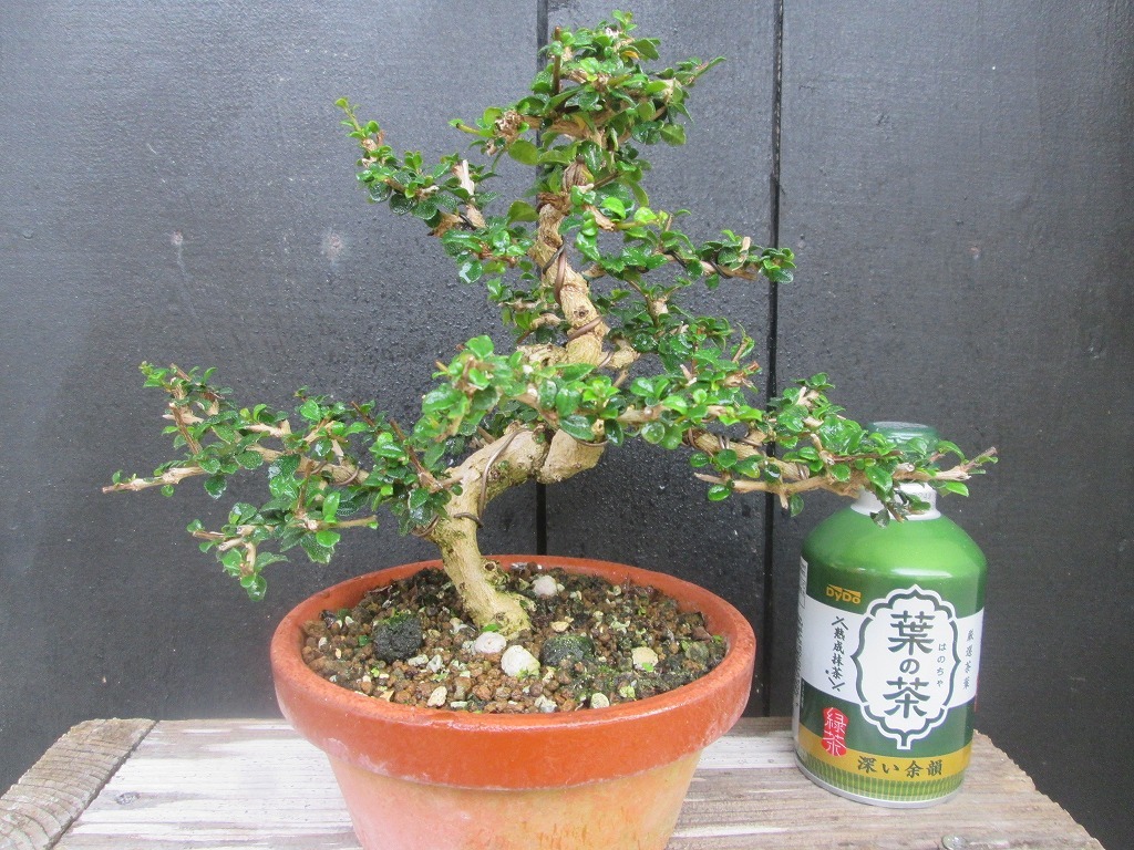 Yahoo!オークション - フクマンギ ふくまんぎ 樹高 約18cm