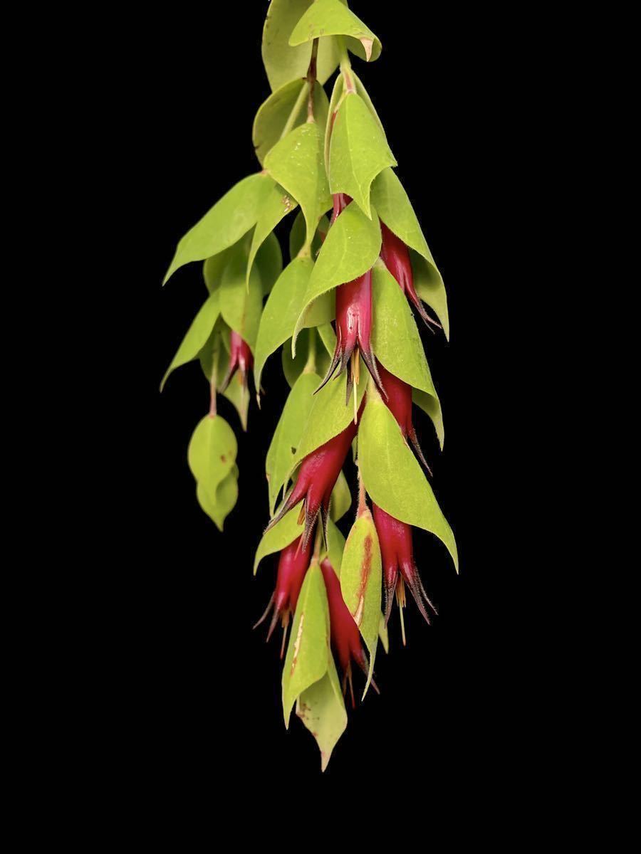 Yahoo!オークション - Ceratostema sp. aff. pendens 南米着生ツツジ