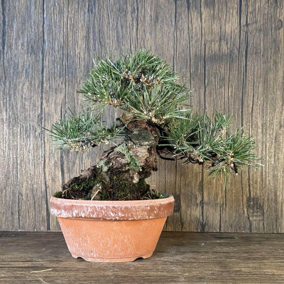 Yahoo!オークション - 小品盆栽【黒松】①