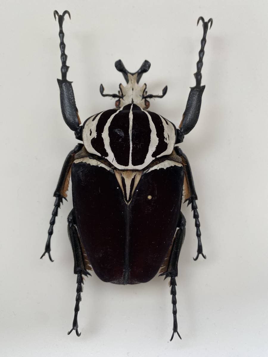 Yahoo!オークション - 昆虫標本 ゴライアスオオツノハナムグリ 標本