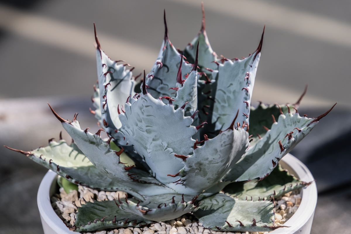 Yahoo!オークション - 【成株子株付き】屈原の舞扇×甲蟹 イシスメンシ