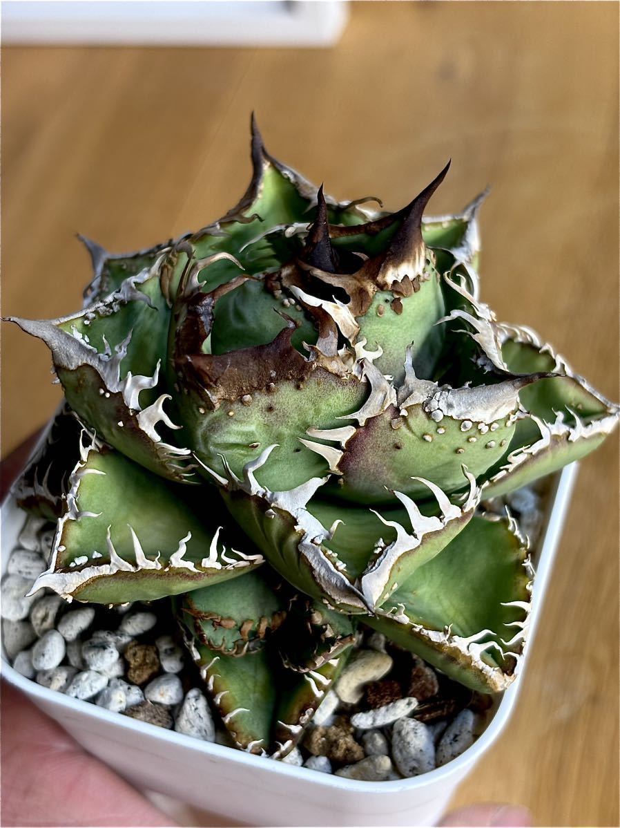 Yahoo!オークション - アガベ チタノタ 子株 no name 晴天 ブツブツ系