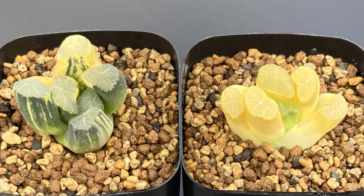 Yahoo!オークション - 多肉植物 ハオルチア 清万象錦 極上斑と全斑