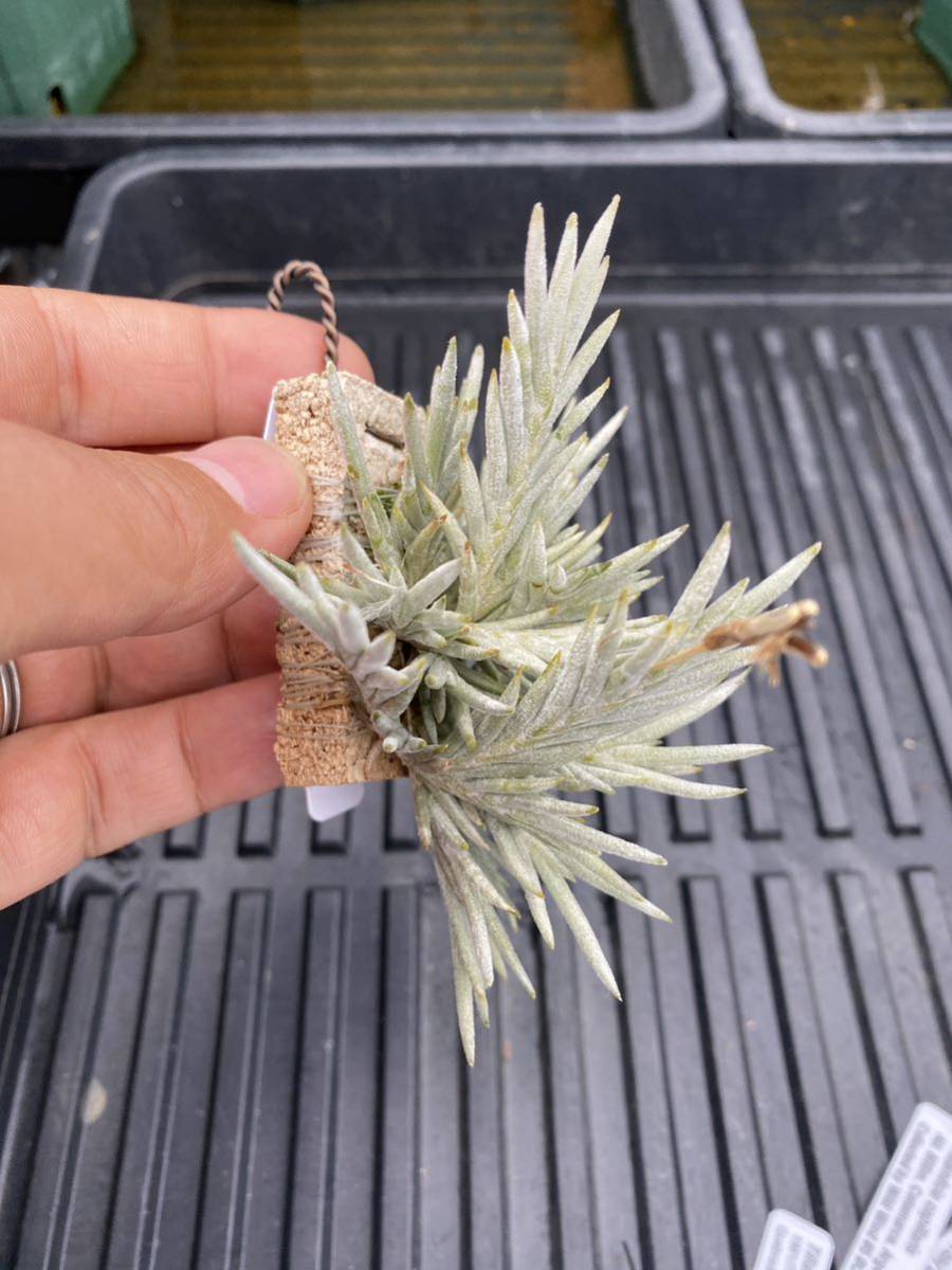 Yahoo!オークション - Tillandsia capillaris compact form #34 白花