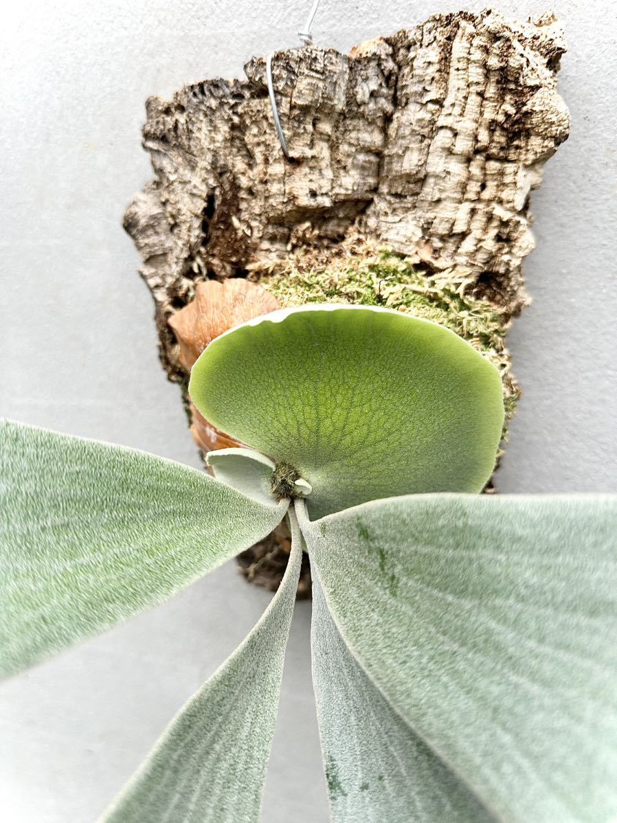 Yahoo!オークション - P. 'Ginka' spore grown 銀華 ビカクシダ【vanda