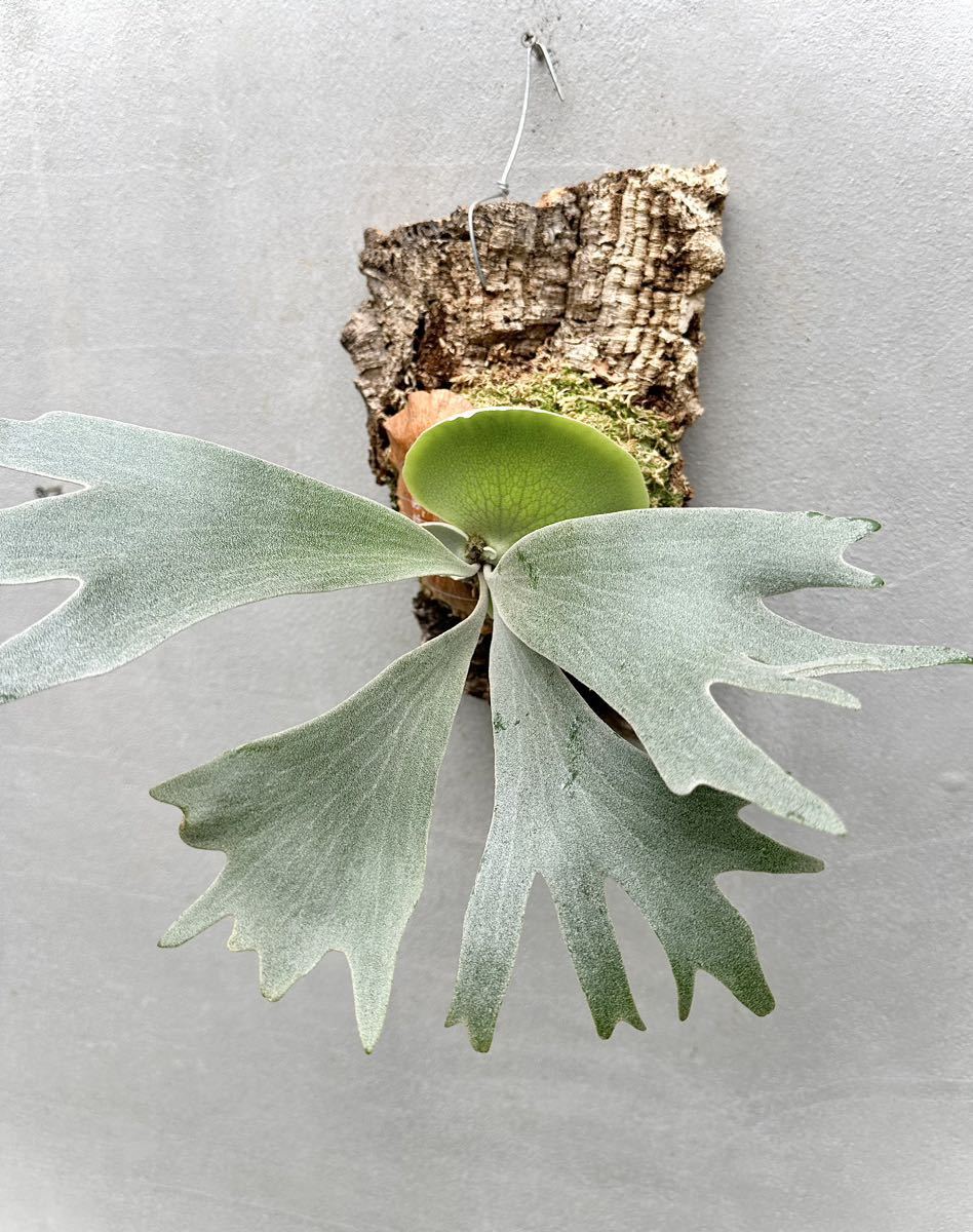 Yahoo!オークション - P. 'Ginka' spore grown 銀華 ビカクシダ【vanda