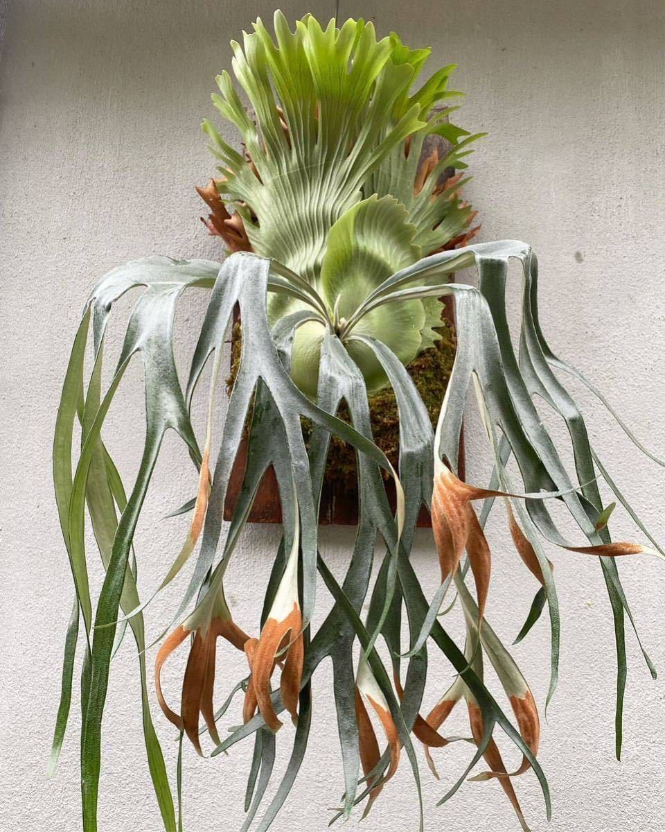 Yahoo!オークション - P. Princess crown ビカクシダ コウモリラン