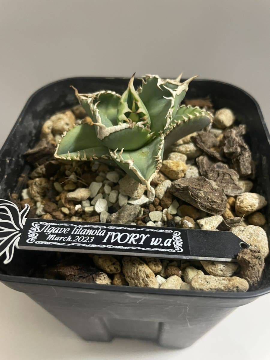 Yahoo!オークション - アガベ ivory w.a 親株