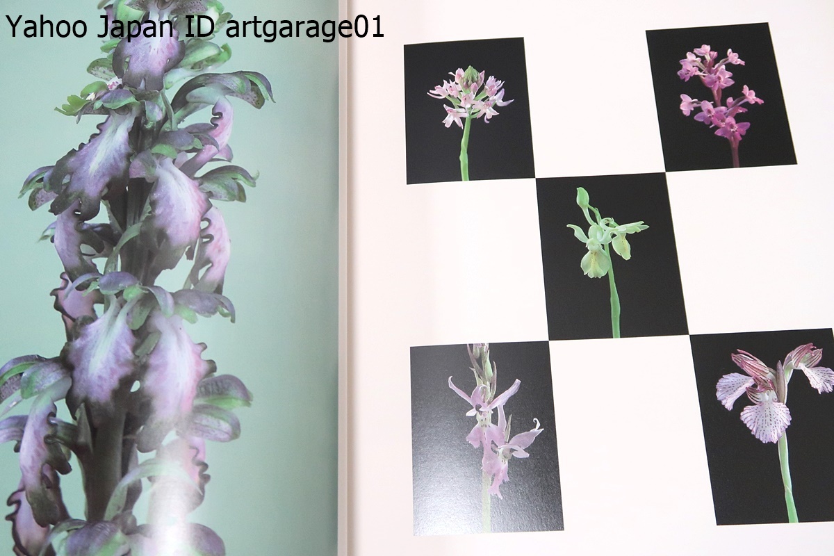 原種ラン図鑑 Species Orchidacearum 原種ラン図鑑 Species