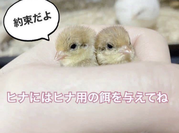 雛用 ヒメウズラ餌 1kg ひめうずら 鳥 餌 うずら ヒナ 姫鶉｜Yahoo