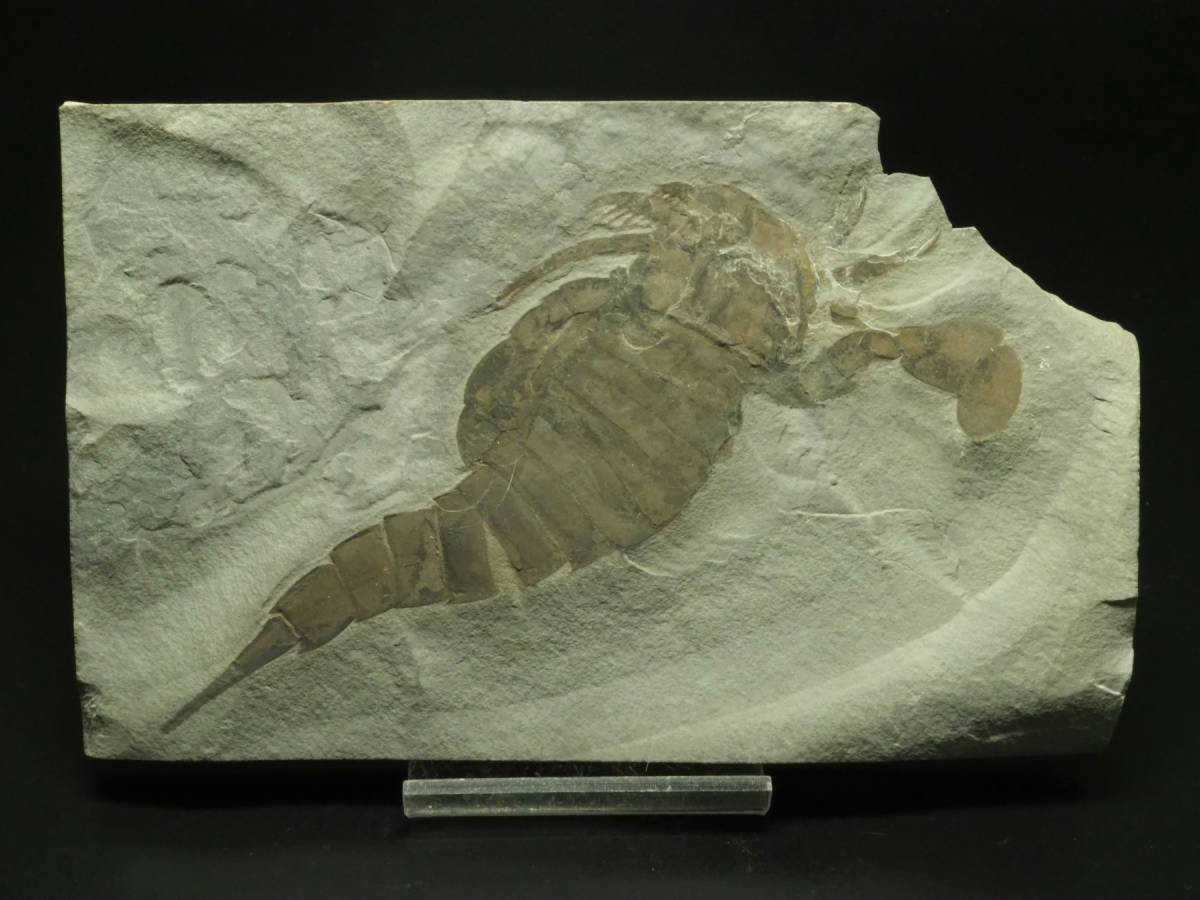 Yahoo!オークション - NY産 ウミサソリの化石【Eurypterus remipes】【