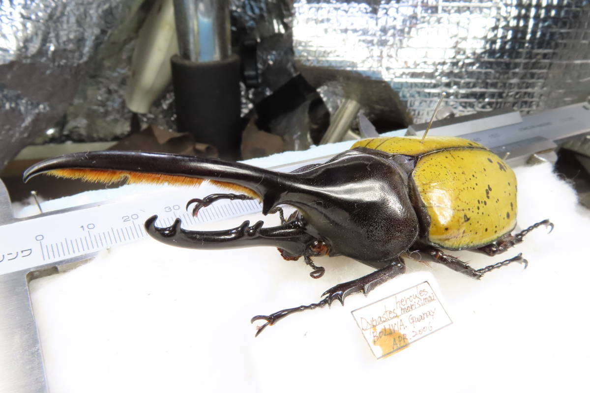 Yahoo!オークション - 【虫研】入荷少ない ヘラクレスモリシマイ115㎜