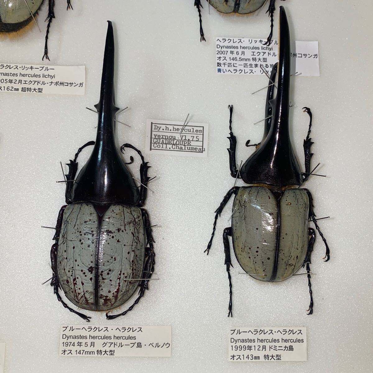 ヘラクレスリッキーブルー等ヘラクレスオオカブト標本ドイツ箱入り昆虫