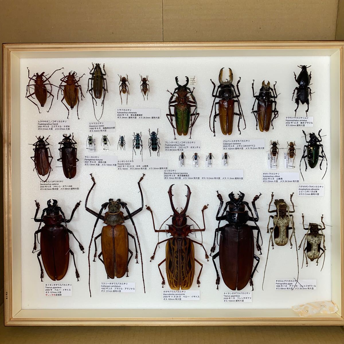 Yahoo!オークション - 特大 タイタンオオウスバ オオキバウスバ 等 カ