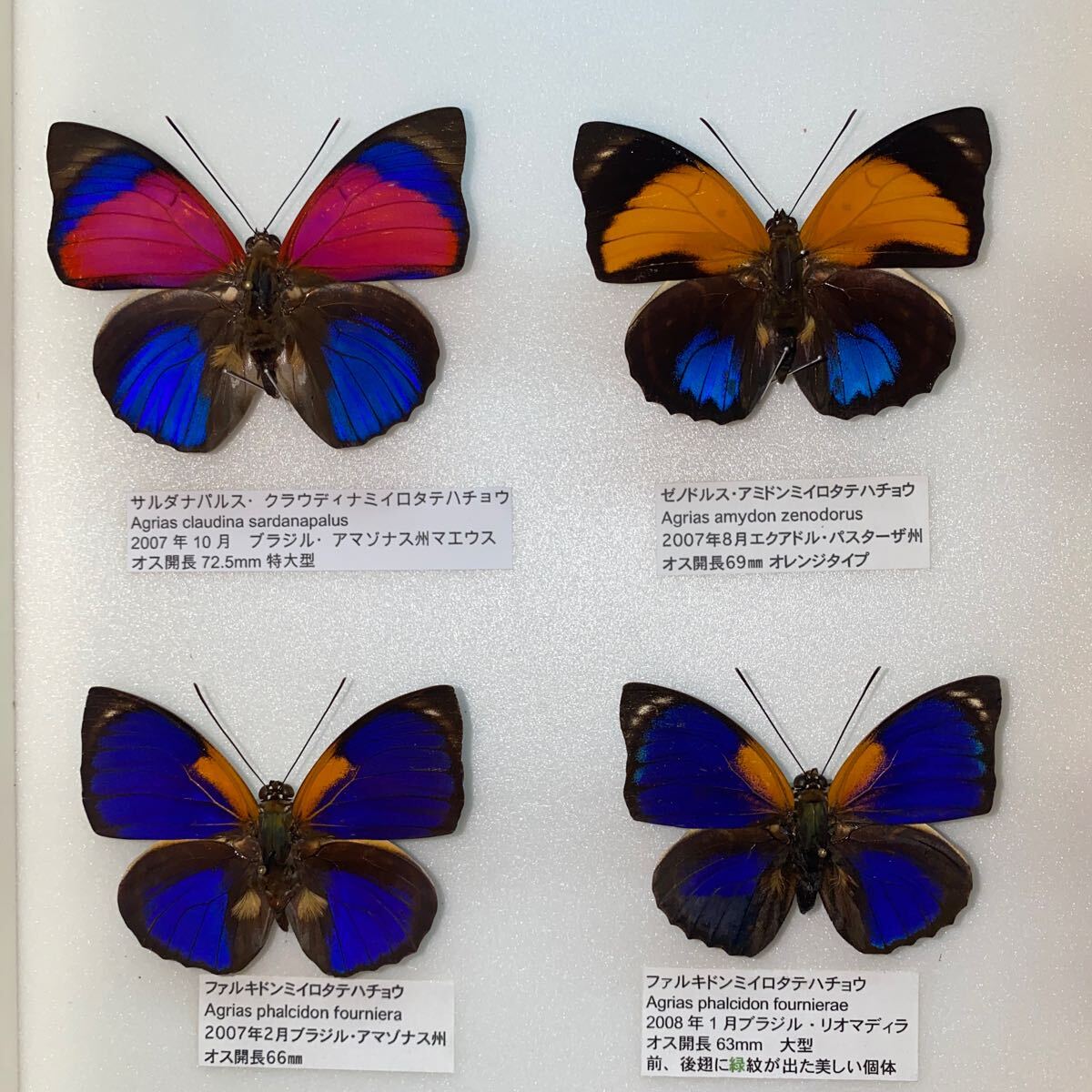 Yahoo!オークション - 蝶標本 アグリアス ミイロタテハ 標本 UVドイツ