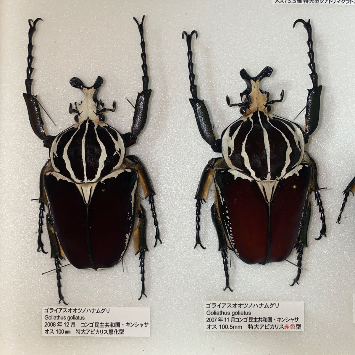 ウガンダオオツノハナムグリ 標本 73mm 濃青色美麗個体 Yahoo