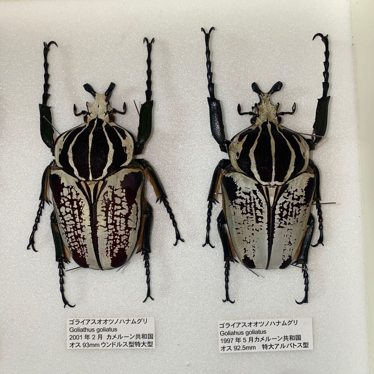 Yahoo!オークション - 昆虫標本 大型 ゴライアスオオツノハナムグリ 標