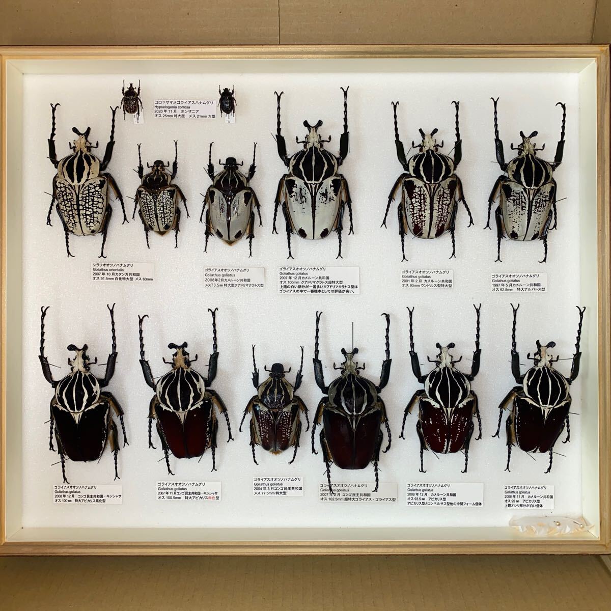 Yahoo!オークション - 昆虫標本 大型 ゴライアスオオツノハナムグリ 標