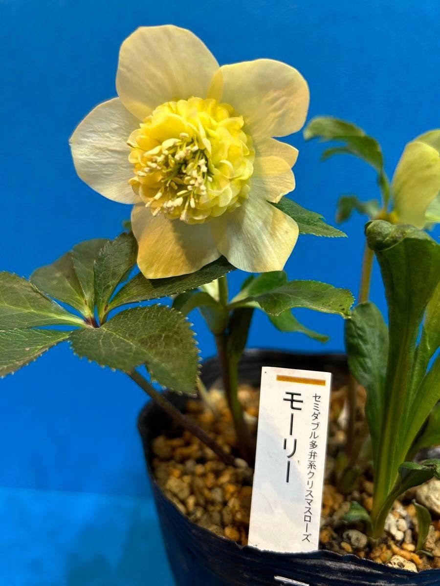 認定 モーリー クリスマスローズ｜Yahoo!フリマ（旧PayPayフリマ）