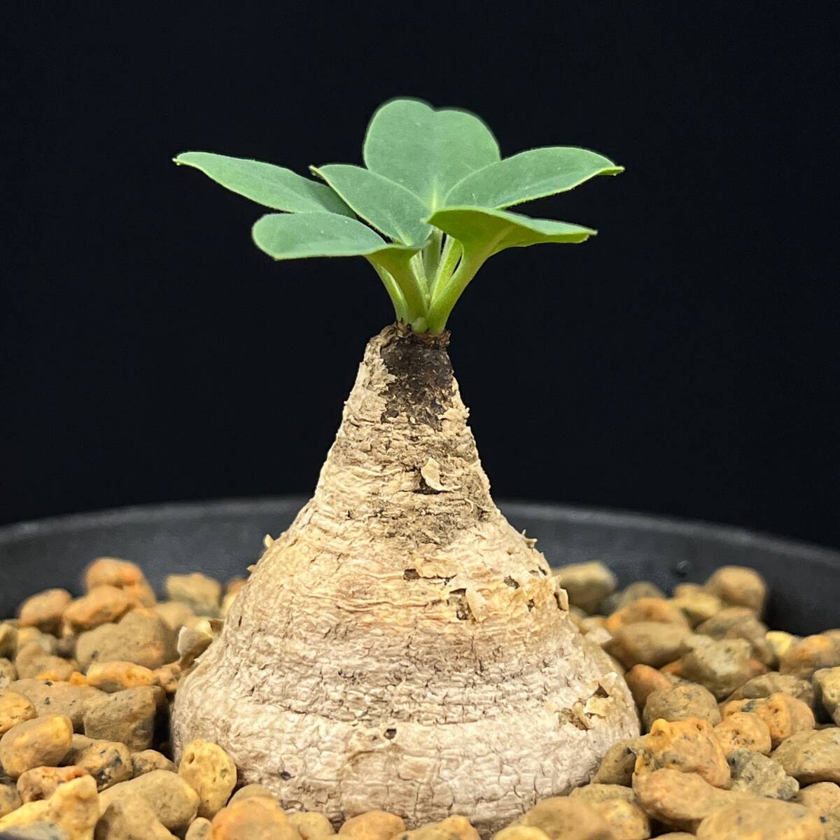 Yahoo!オークション - 《PW》ユーフォルビア“ツベローサ E.tuberosa”