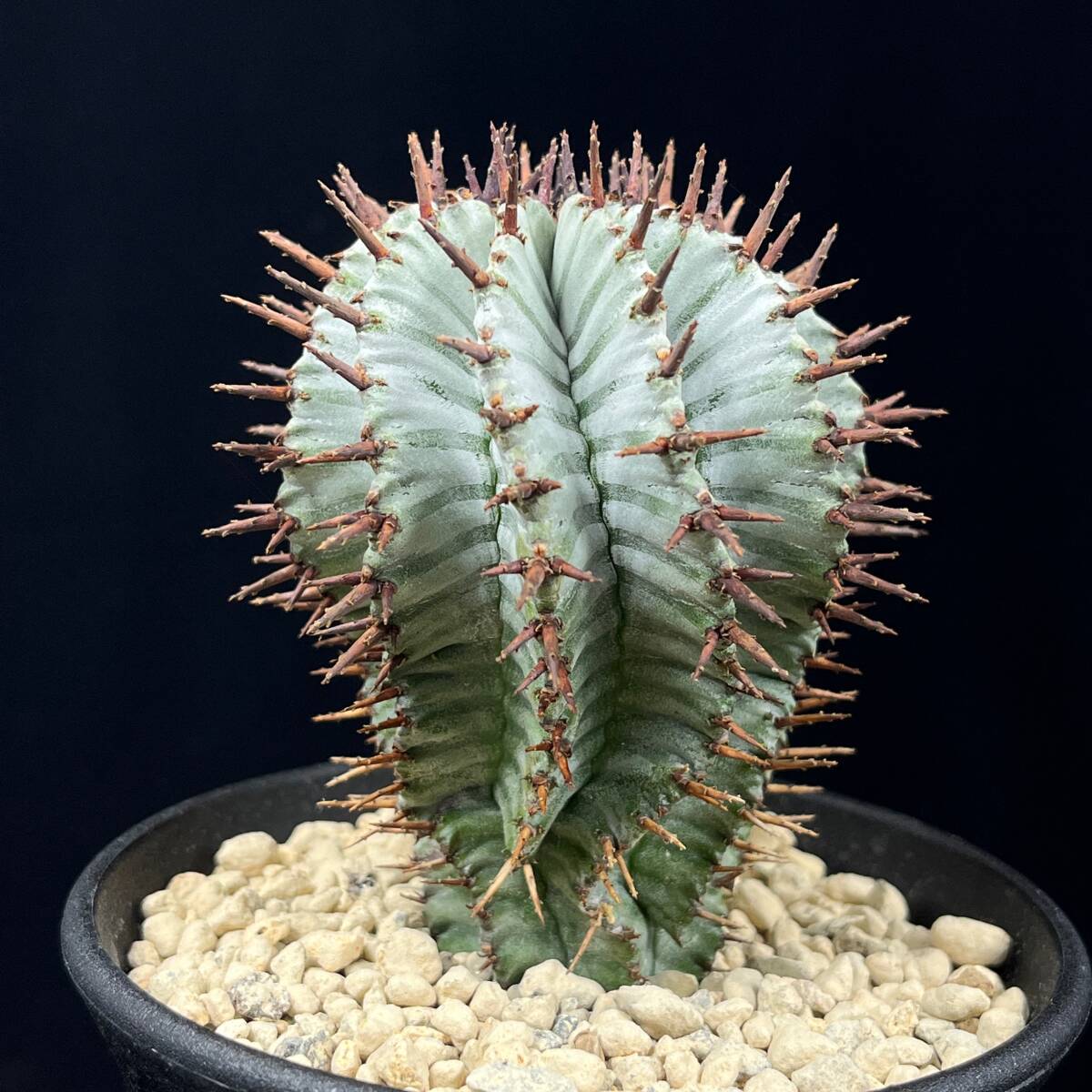 Yahoo!オークション - 《PW》ユーフォルビア“ホリダ(宇田ゼブラ特)”