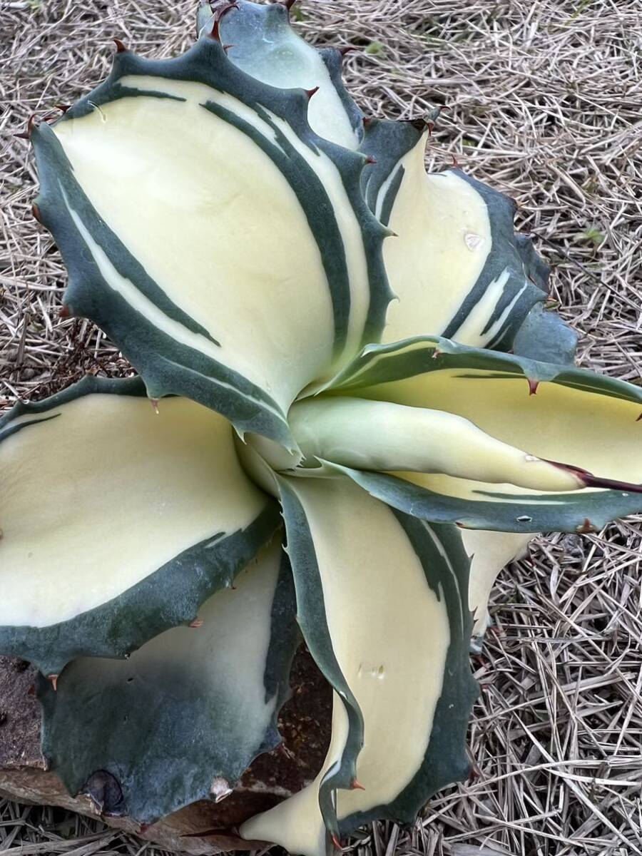 オバティフォリア アウェイクニングエンジェル アガベ オバティ