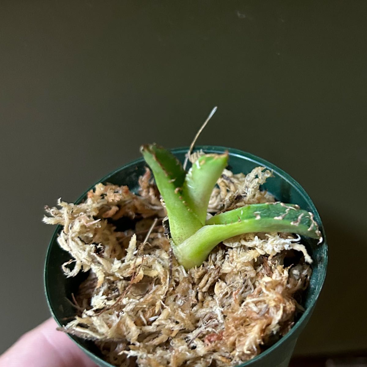 アガベ チタノタ CJ SPECIAL 大白鯊 ホホジロザメ 子株② ( 清櫻 皇冠