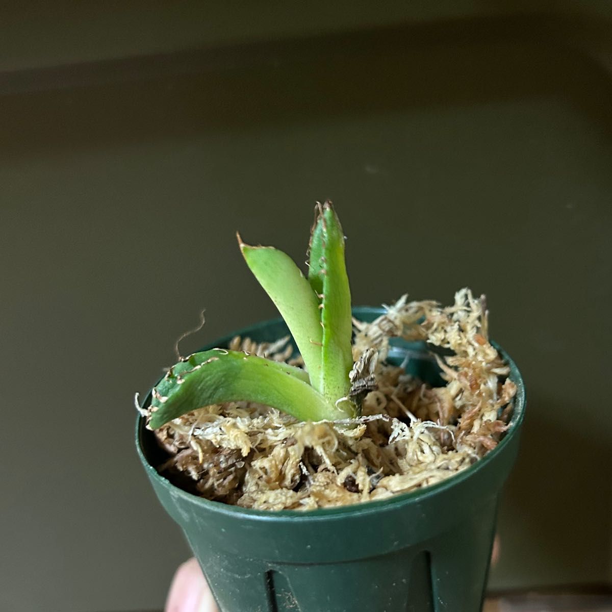 アガベ チタノタ CJ SPECIAL 大白鯊 ホホジロザメ 子株② ( 清櫻 皇冠