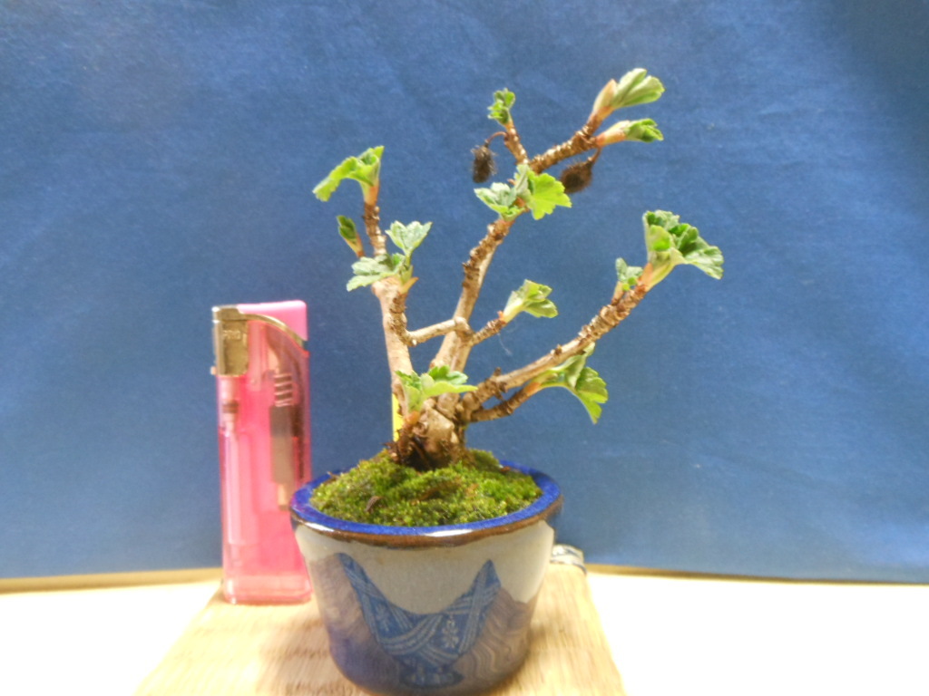 Yahoo!オークション - 豆助ミニ盆栽 ヤシャビシャク（夜叉柄杓）・別名