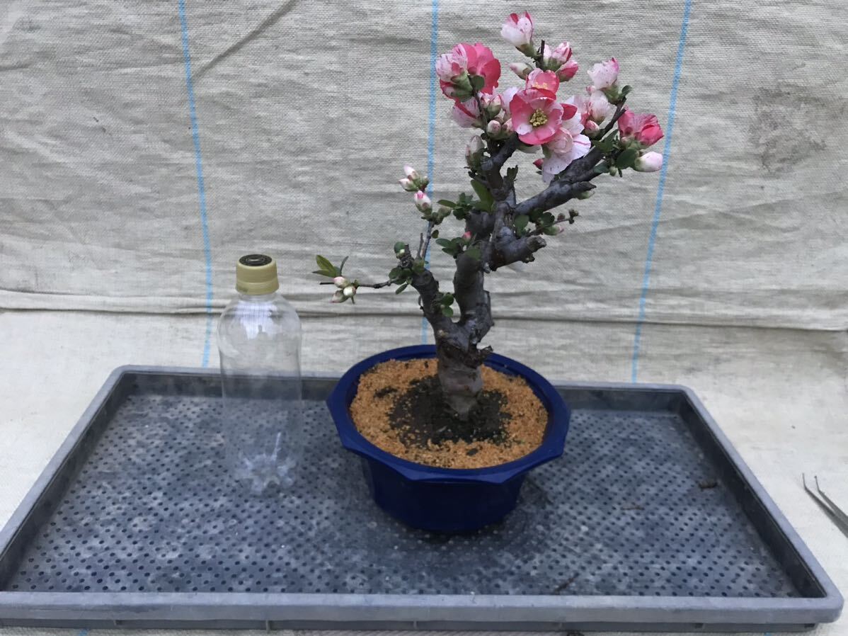 木瓜(ボケ)・放春花 セット｜Yahoo!フリマ（旧PayPayフリマ）