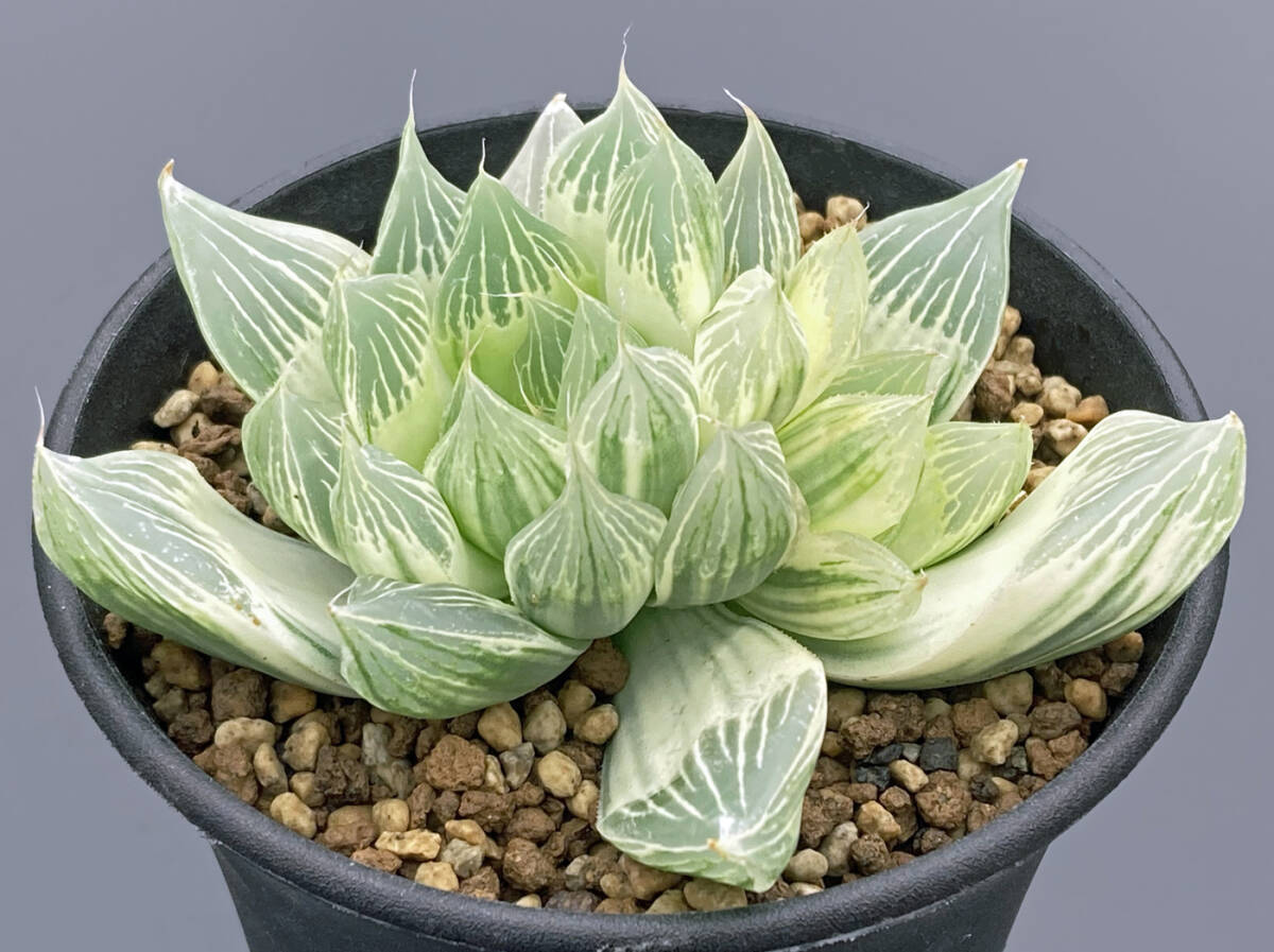 Yahoo!オークション - 多肉植物 ハオルチア 白蛇伝 二頭